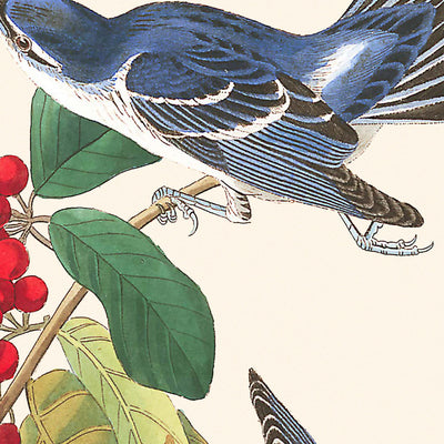 Azure Warbler by John James Audubon, 1827