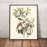Fauvette de Bachman par John James Audubon, 1827