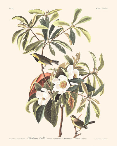 Bachman's Warbler by John James Audubon, 1827