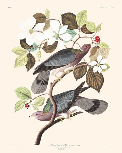 Bandschwanztaube von John James Audubon, 1827