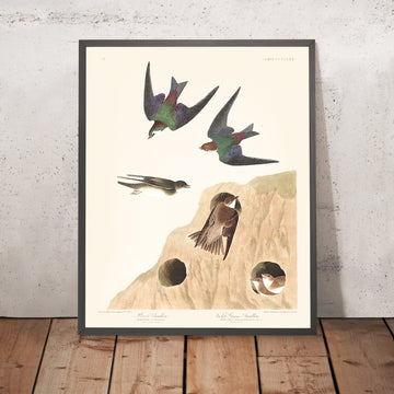 Banchetto e Rondine verde-viola di John James Audubon, 1827 