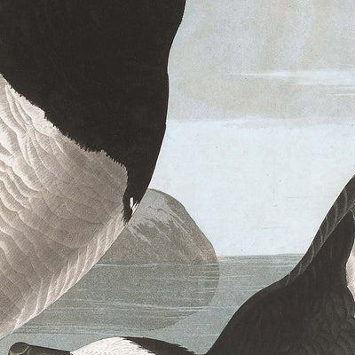 Ganso cariblanco, de John James Audubon, 1827