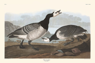 Weißwangengans von John James Audubon, 1827