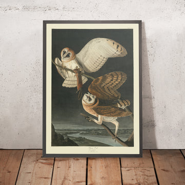 Gufo delle nevi da &