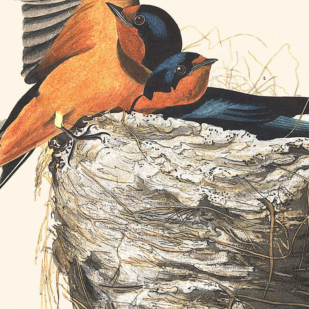 Rauchschwalbe von John James Audubon, 1827