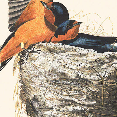 Golondrina común, de John James Audubon, 1827