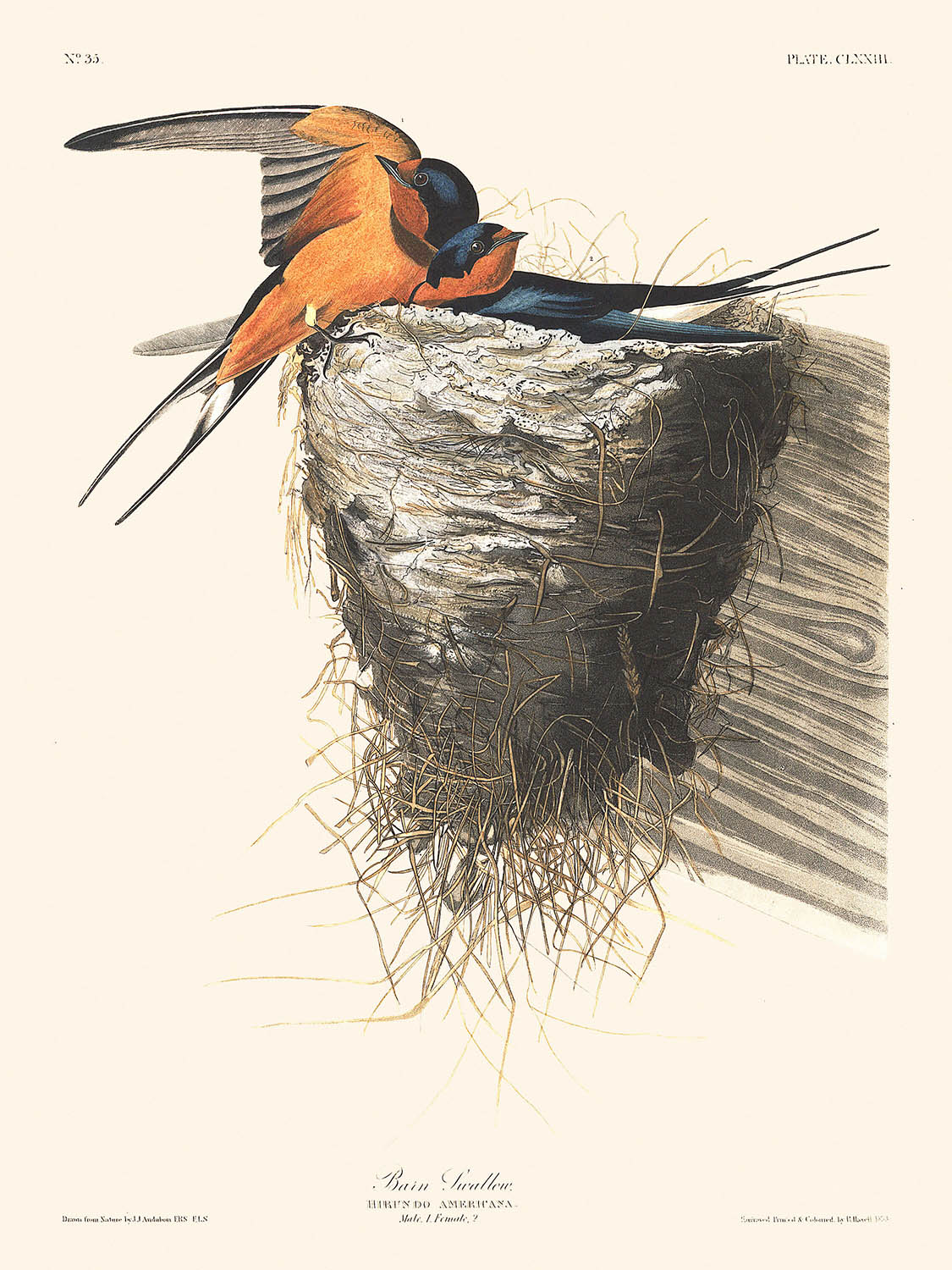 Hirondelle rustique de John James Audubon, 1827