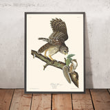 Blaurabe von John James Audubon, 1827 