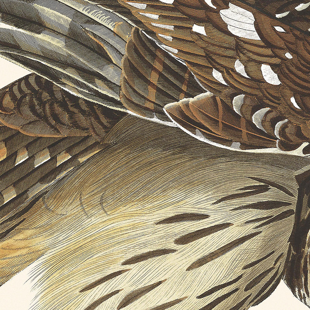 Barred Owl by John James Audubon, 1827