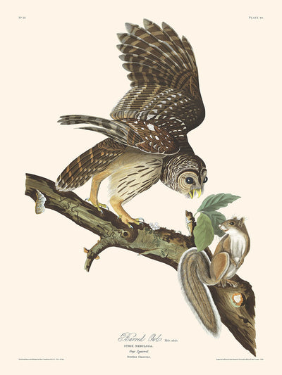 Streifenkauz von John James Audubon, 1827