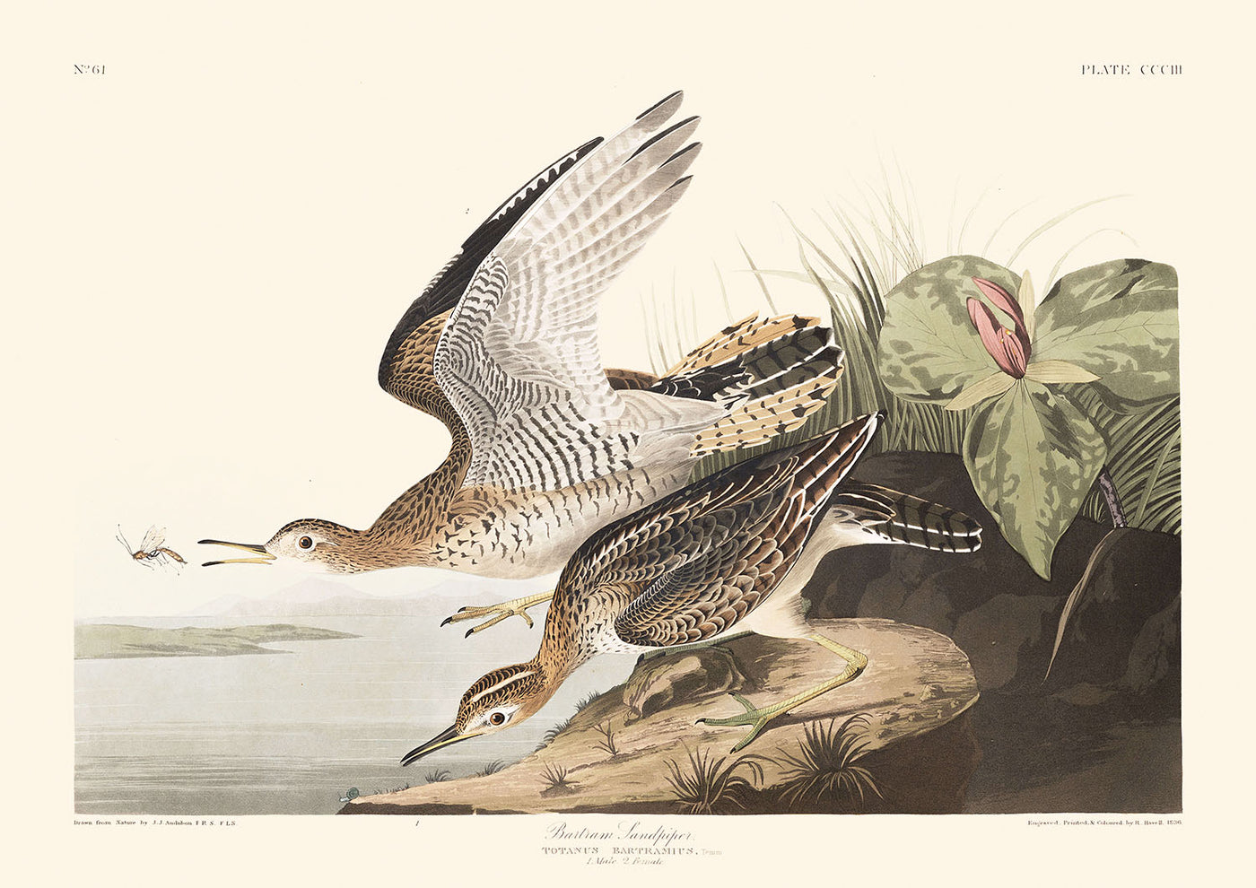 El zarapito de Bartram, de John James Audubon, 1827