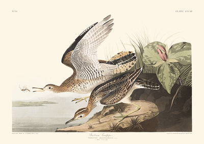 Bartram Sandpiper von John James Audubon, 1827