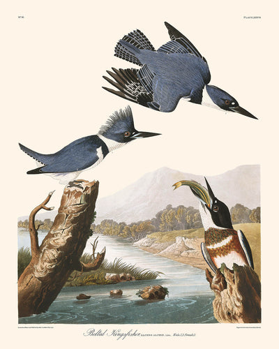 Martin-pêcheur d'Amérique par John James Audubon, 1827