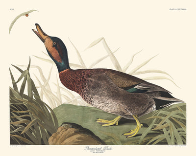 Canard maculé de John James Audubon, 1827