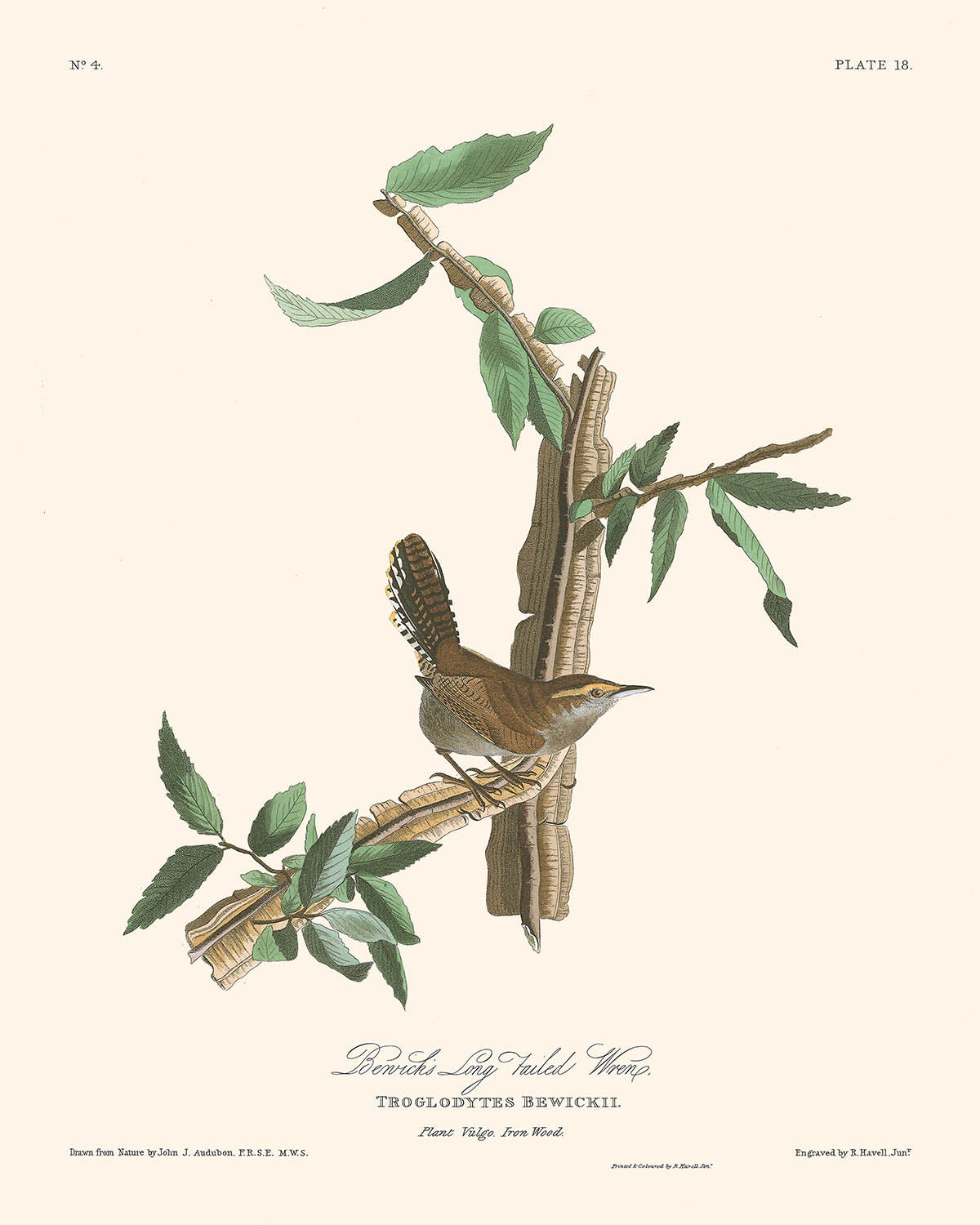 Bewick's Wren by John James Audubon, 1827