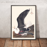 Gabbiano dalla schiena nera di John James Audubon, 1827 