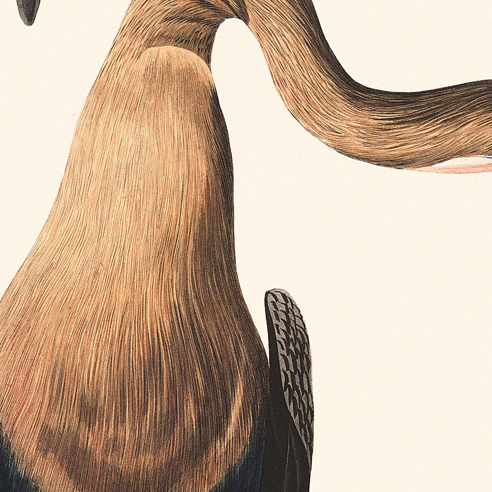 Anhinga à ventre noir par John James Audubon, 1827