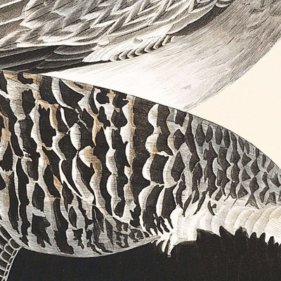 Chorlito de vientre negro, de John James Audubon, 1827