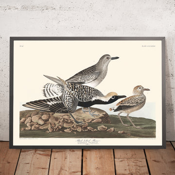 Schwarzbauchige Regenpfeifer von John James Audubon, 1827 