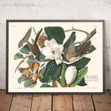 Schwarzbilliger Kuckuck von John James Audubon, 1827 