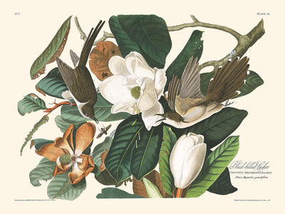 Cuco de pico negro, de John James Audubon, 1827