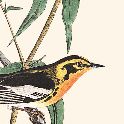 Curruca de Blackburn, por John James Audubon, 1827