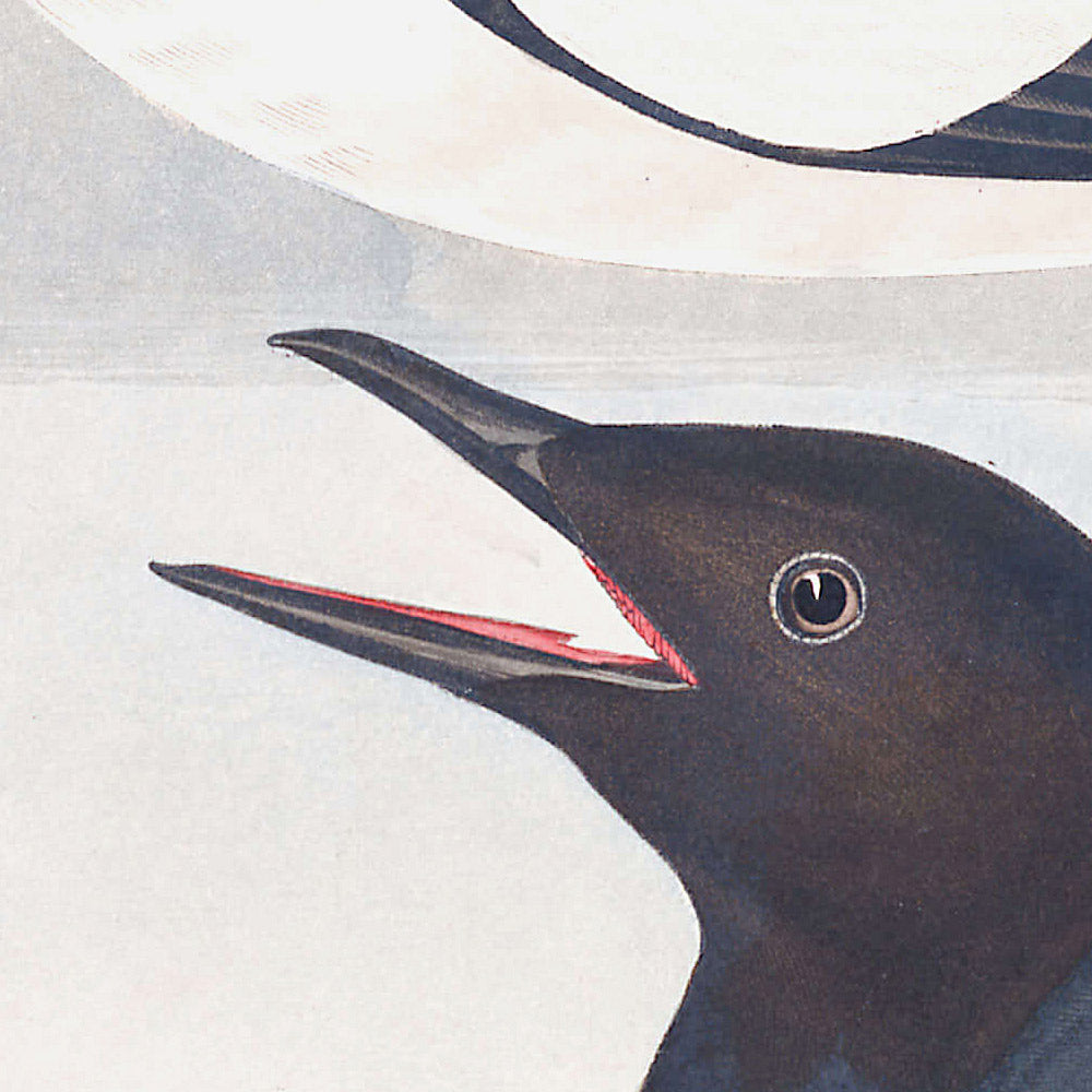 Guillemot à miroir de John James Audubon, 1827