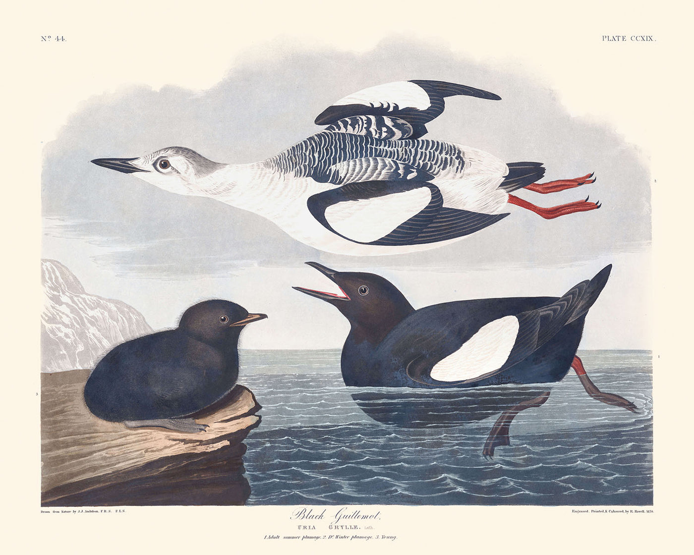 Arao negro, de John James Audubon, 1827