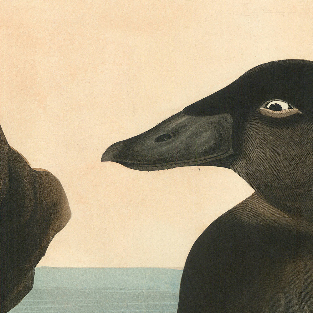 Black or Surf Duck from 'Birds of America' by John James Audubon, 1827