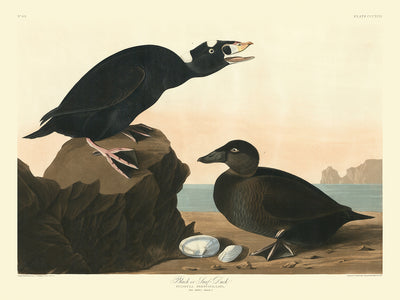 Pato negro o surfista de John James Audubon, 1827