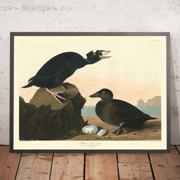 Black or Surf Duck from &