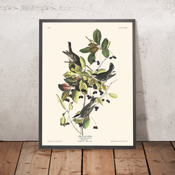 Warbler Black-poll di John James Audubon, 1827 