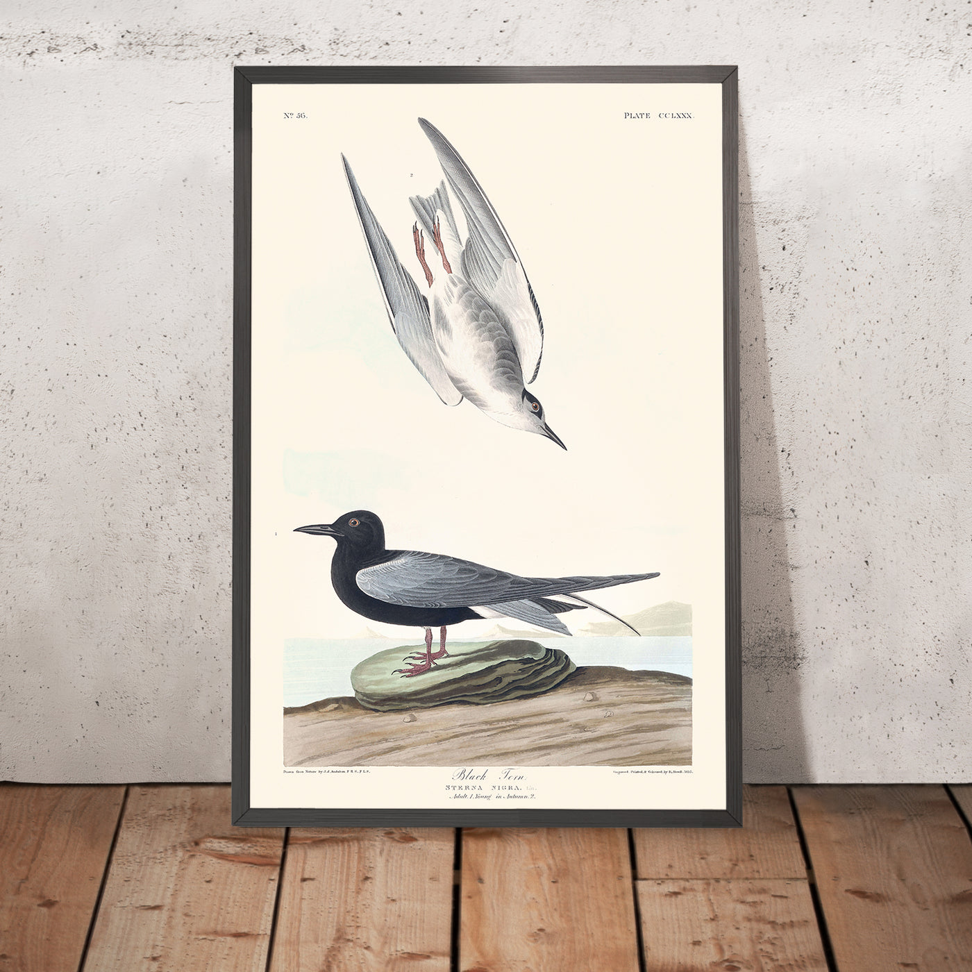 Black Tern by John James Audubon, 1827