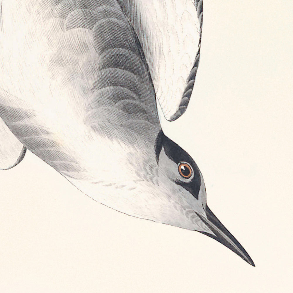 Schwarze Seeschwalbe von John James Audubon, 1827