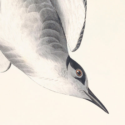 Black Tern by John James Audubon, 1827