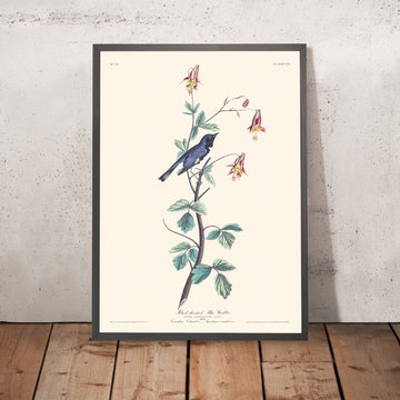 Warbler dal collo nero-blu di John James Audubon, 1827 