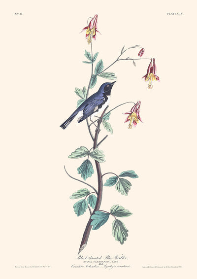 Black-throated Blue Warbler by John James Audubon, 1827