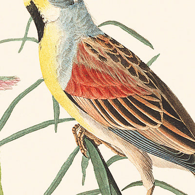 Bruant à gorge noire par John James Audubon, 1827