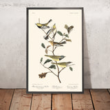 Schwarzkehl-Grünwaldsänger, Blackburnsänger, Trauermönchsänger von John James Audubon, 1827 