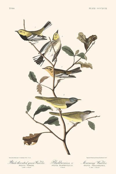 Black-throated green Warbler, Blackburnian, Mourning Warbler by John James Audubon, 1827