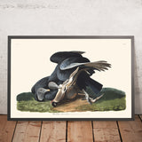 Vautour noir (Corbeau noir) de John James Audubon, 1827