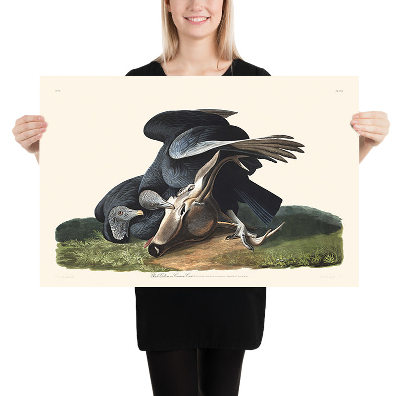 Black Vulture (Carrion Crow) by John James Audubon, 1827