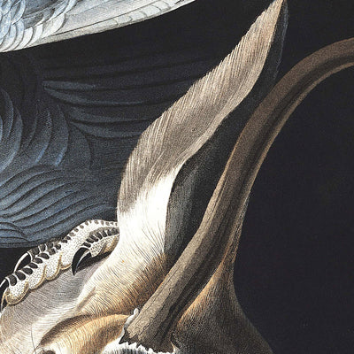 Vautour noir (Corbeau noir) de John James Audubon, 1827