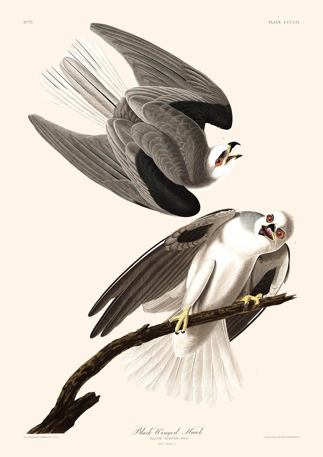 Halcón de alas negras, de John James Audubon, 1827