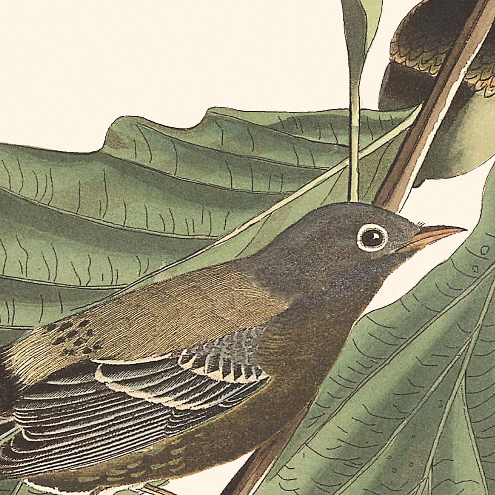 Reinitas negras y amarillas, de John James Audubon, 1827