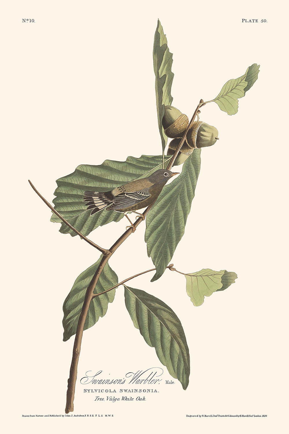 Black & Yellow Warbler (Plate 50) by John James Audubon, 1827