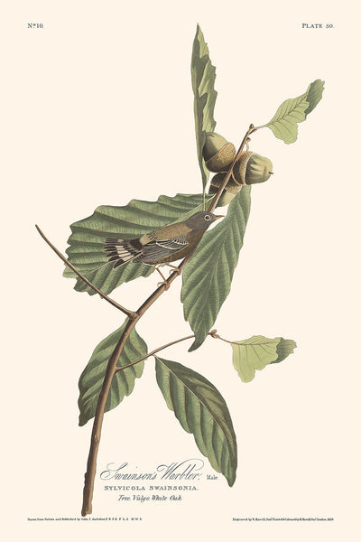 Reinitas negras y amarillas, de John James Audubon, 1827