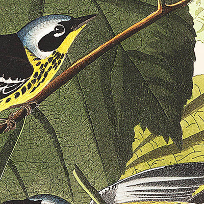 Reinitas negras y amarillas (Lámina 123) de John James Audubon, 1827