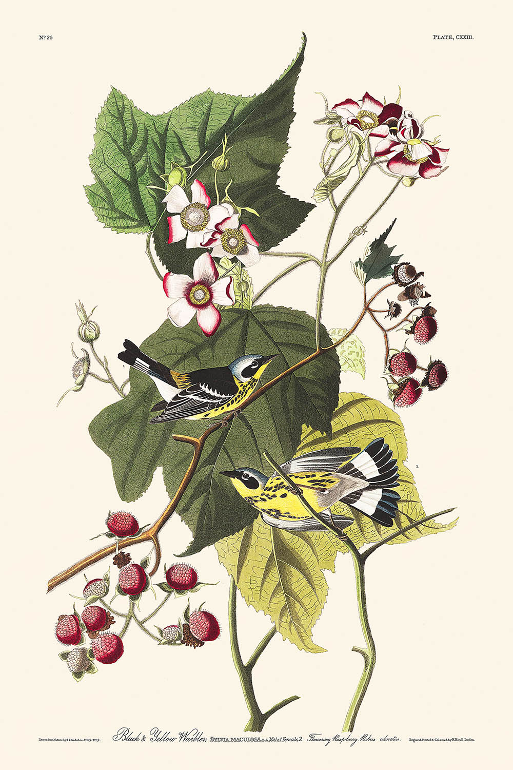 Schwarz-gelbe Waldsänger (Tafel 123) von John James Audubon, 1827