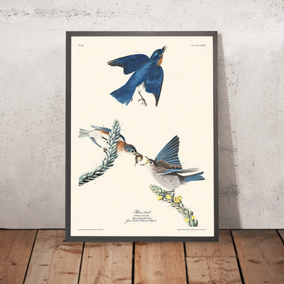 Oiseau bleu (planche 113) de John James Audubon, 1827